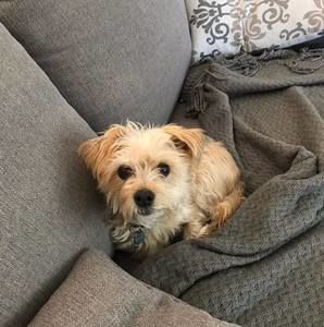 Meet your Posher, Dennis